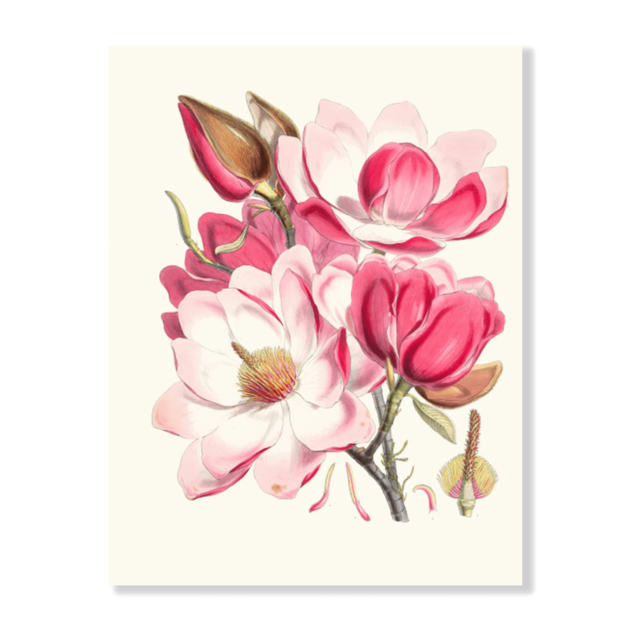 Magnolia Campbellii (1855) - Jasper & Jute