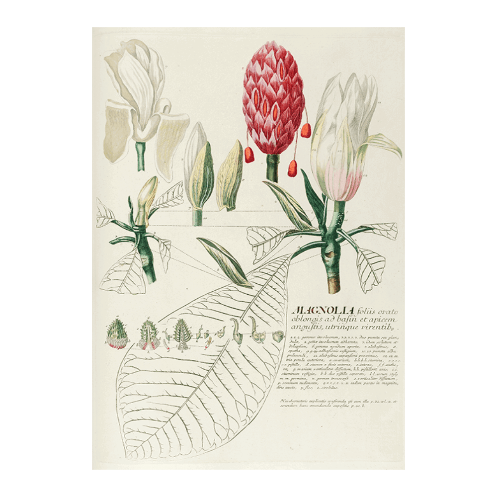Magnolia III