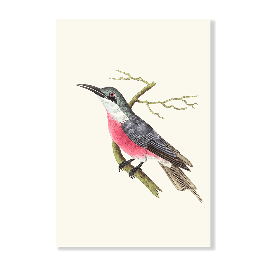 Malimbic Bee-Eater - Jasper & Jute