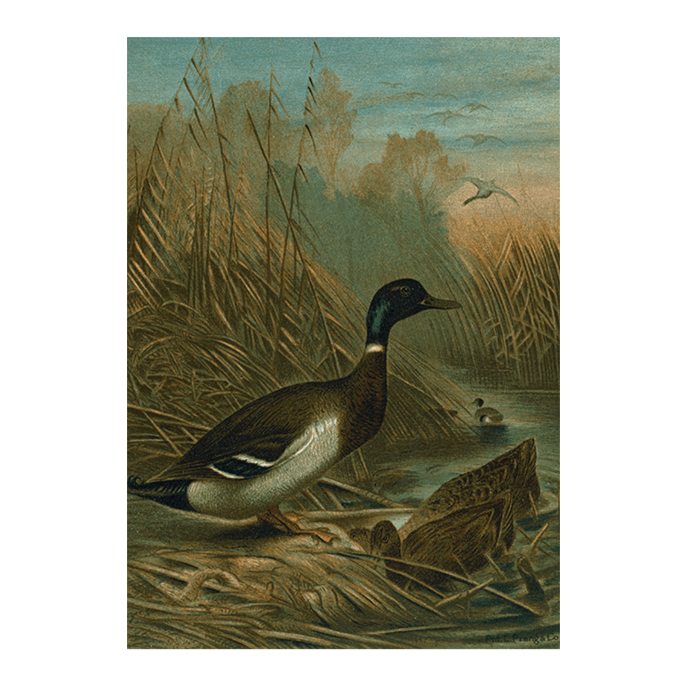 Mallard Duck