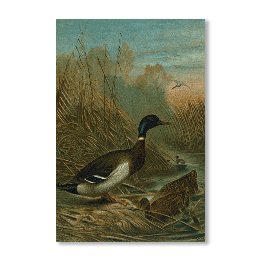 Mallard Duck - Jasper & Jute