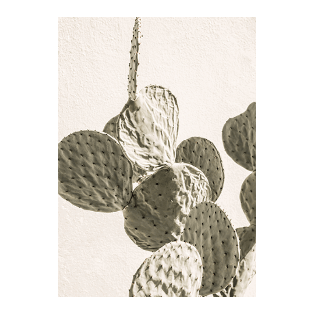 Mexi Cactus II