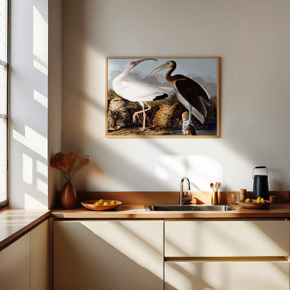 Audubon Egrets