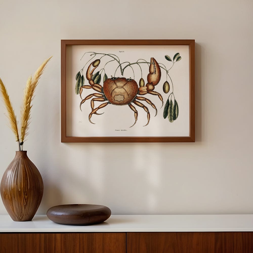 Land crab (Cancer terrestris)