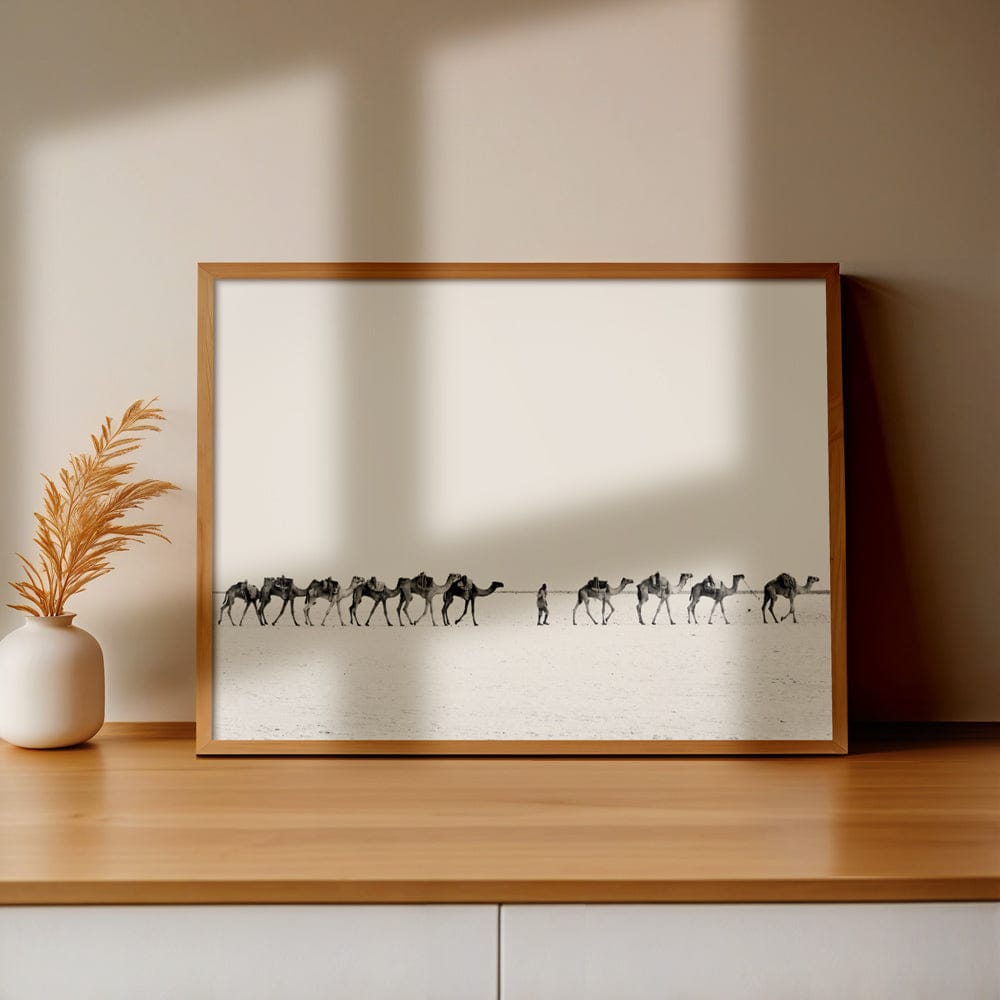 Camel Caravan In Ethiopia