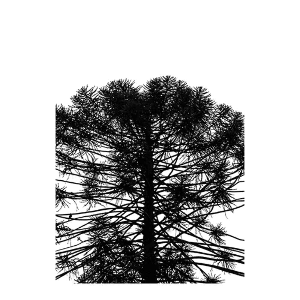 Monkey Puzzle