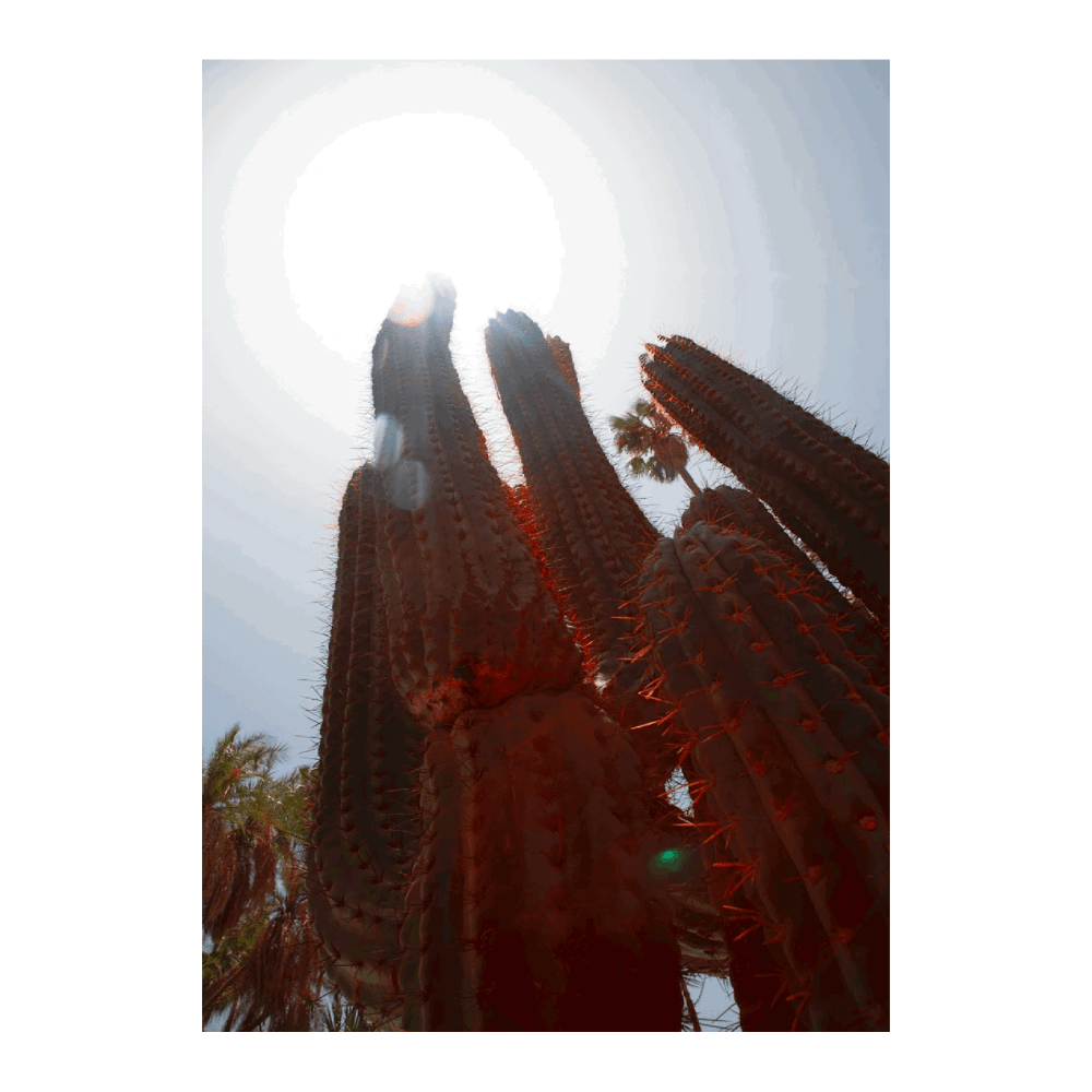 Morocco Cactus Travel I