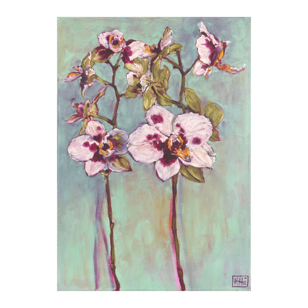 Moth Orchid