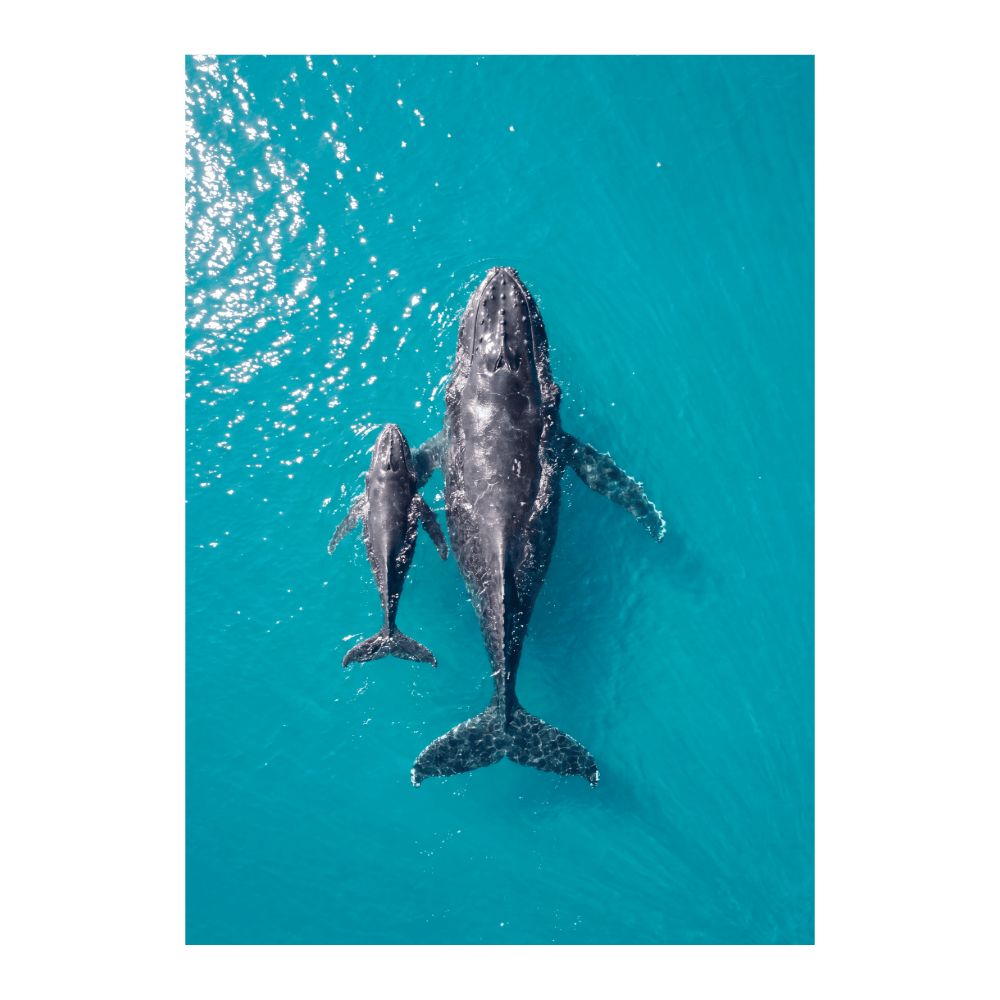 Mother & Calf