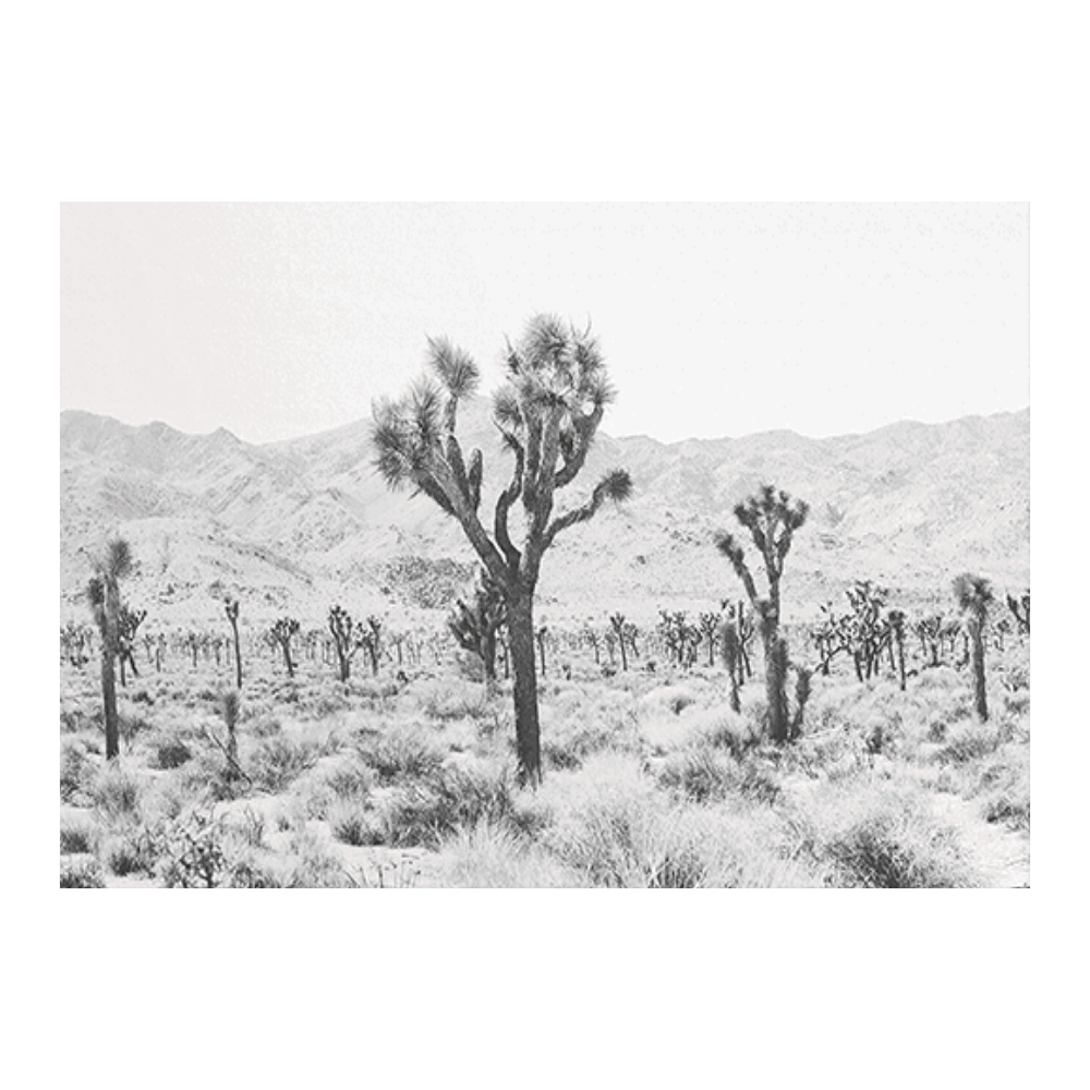 Joshua Tree II