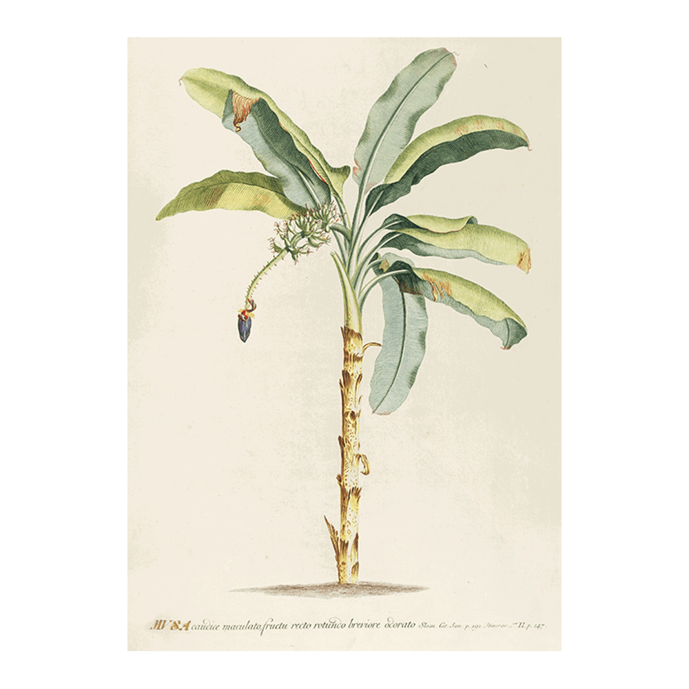 Musa II