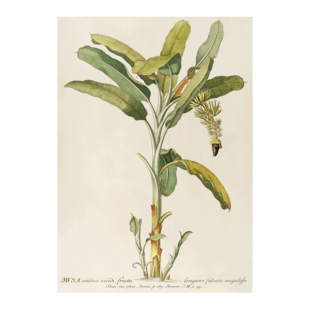 Musa