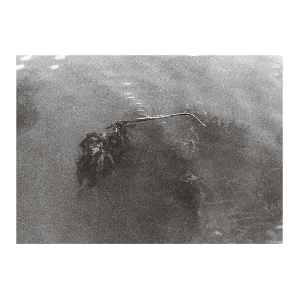 Mystic Kelp