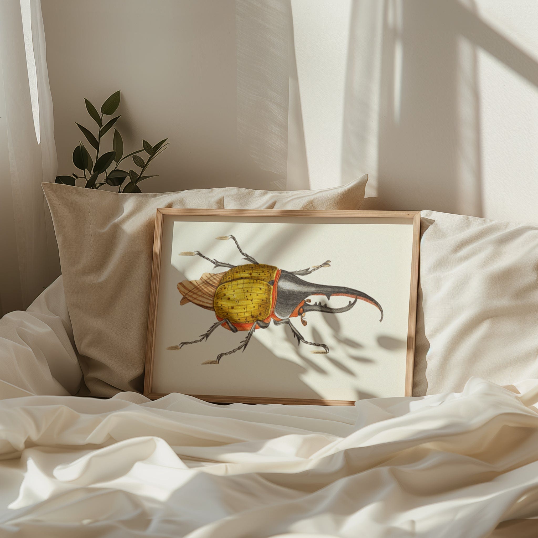 Scarabeus Hercules