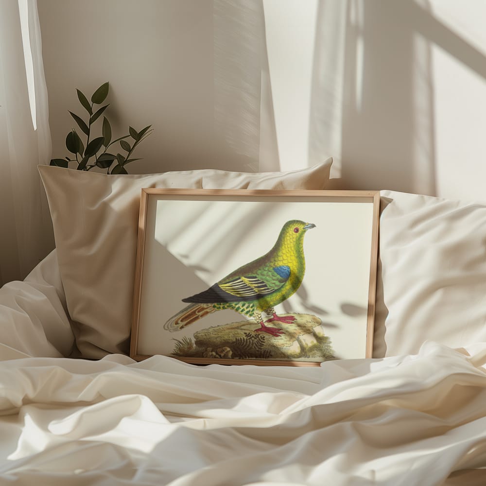 Madagascar Pigeon