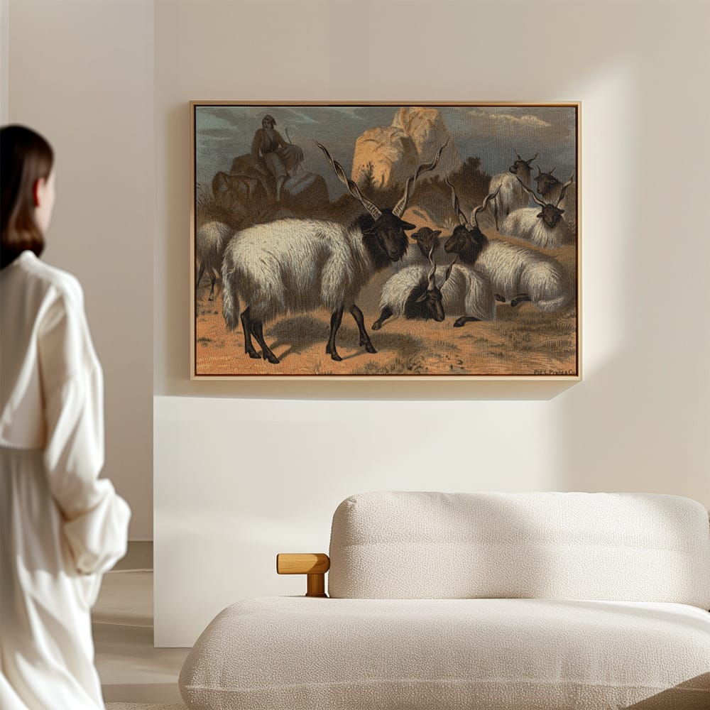 Wallachian Sheep
