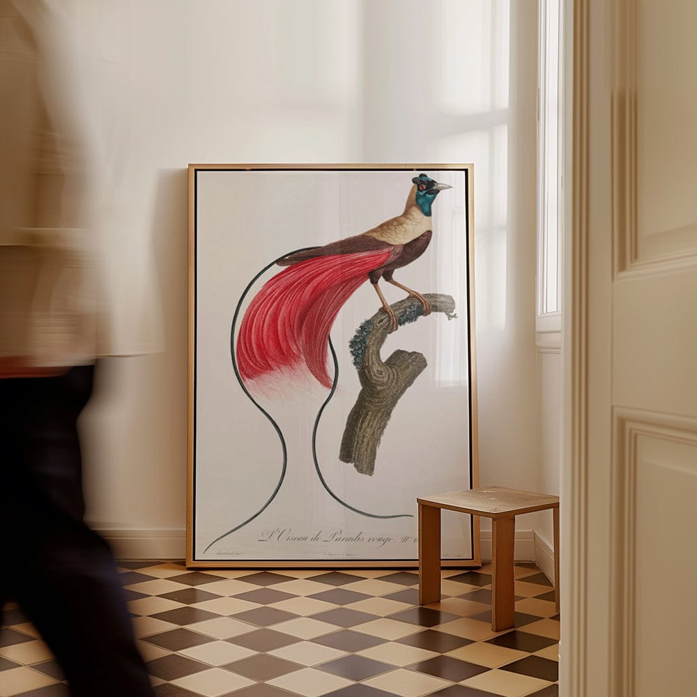 Red Bird of Paradise