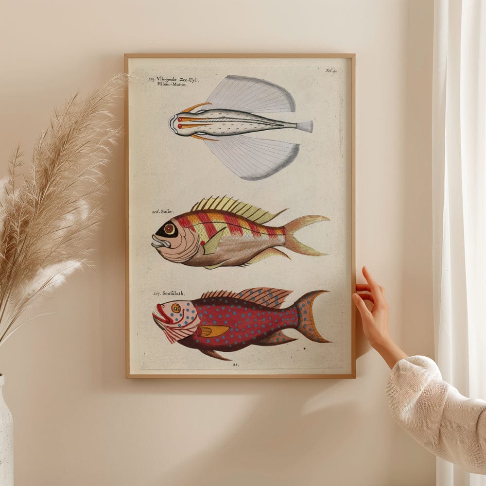 Poissons, Ecrevisses Et Crabes, De Diverses Couleurs Et Figures Extraordinaires PL XLI