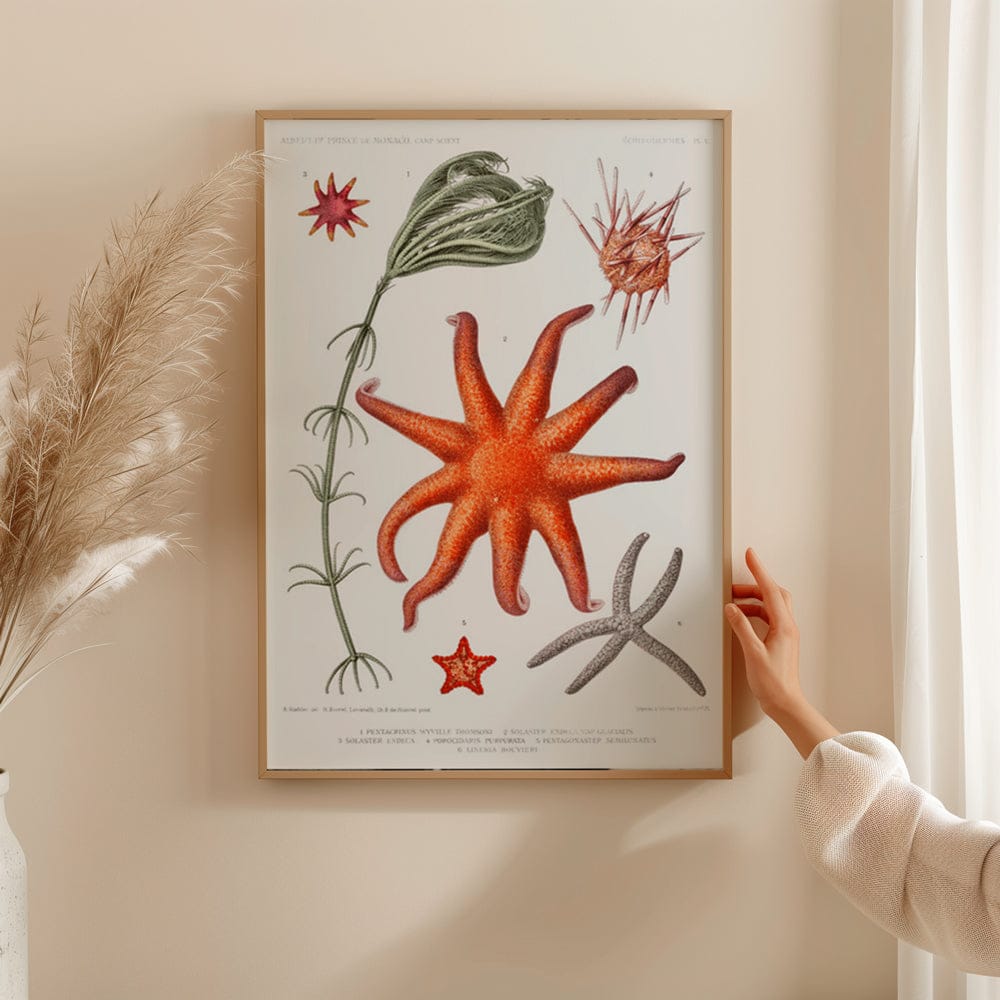 Starfish Varieties IV