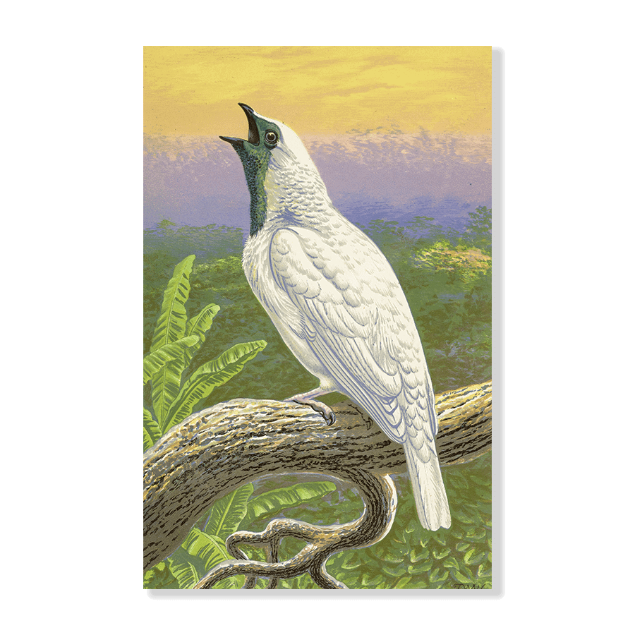 Naked-Throated Cotinga - Jasper & Jute