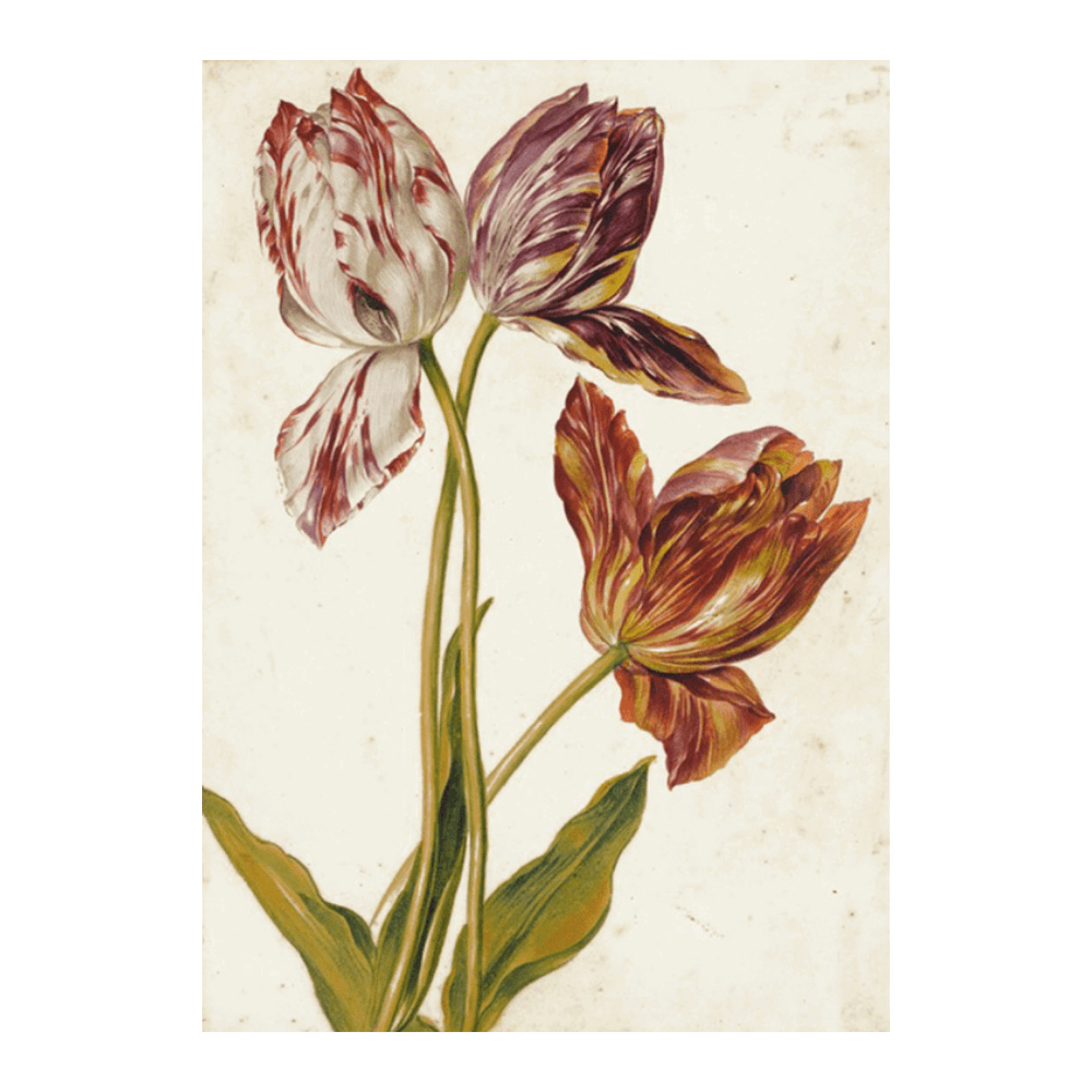 Tuplis (18th Century)