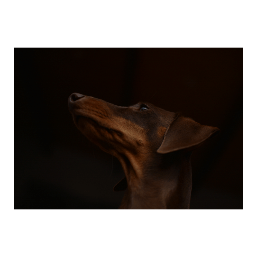 Nose and Ears