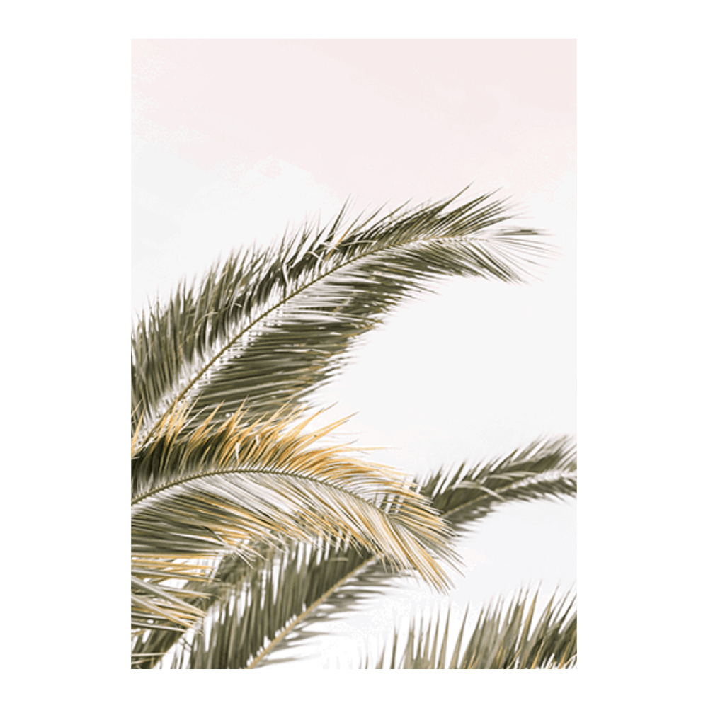 Oasis Palm