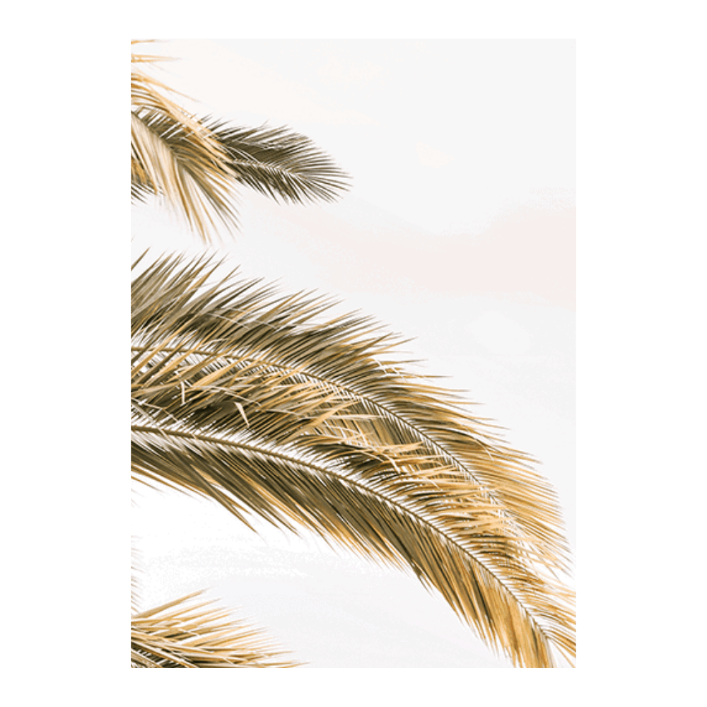 Oasis Palm II