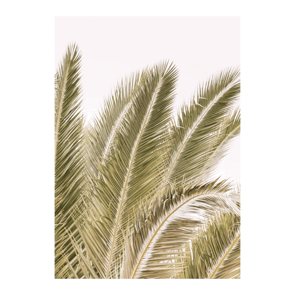 Oasis Palm I