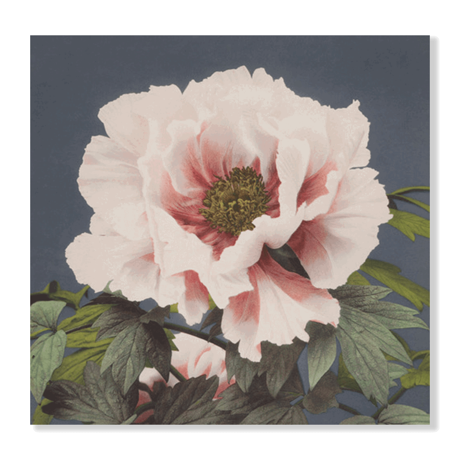 Ogawa Kazumasa Floral I - Jasper & Jute