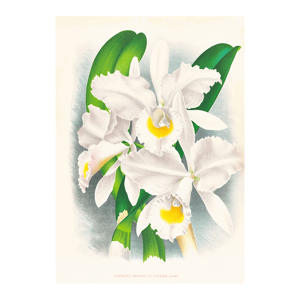 Orchid: Cattleya Trianae var Pallida