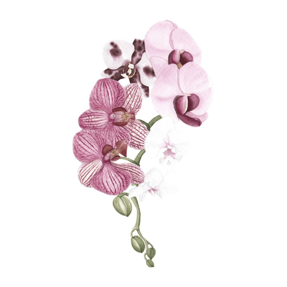 Orchid Blush I