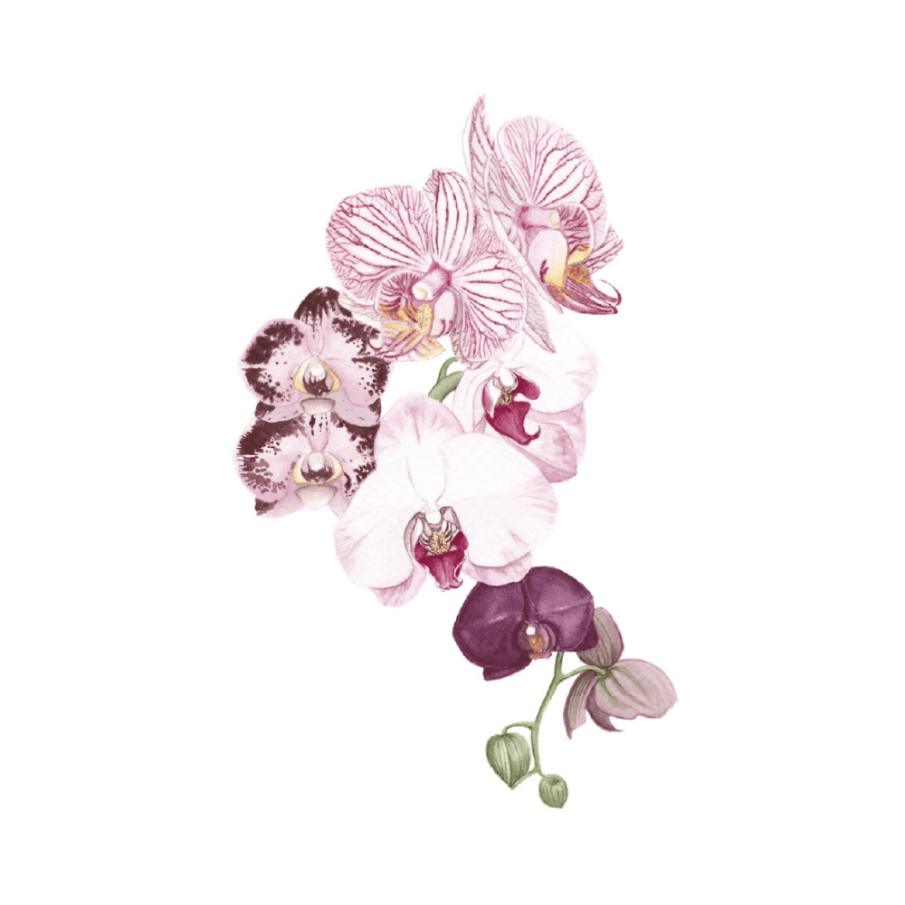 Orchid Blush II