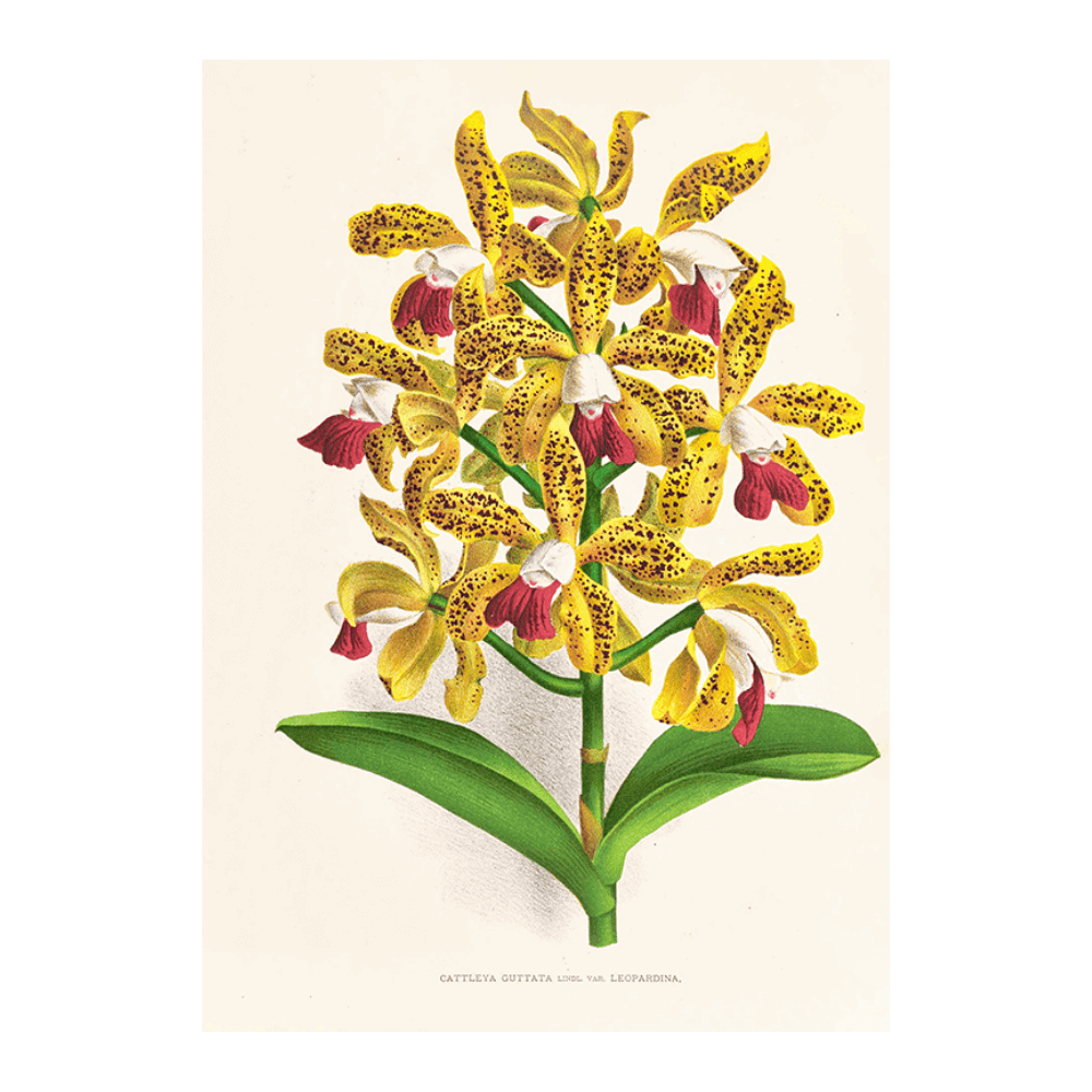 Orchid: Cattleya Guttata