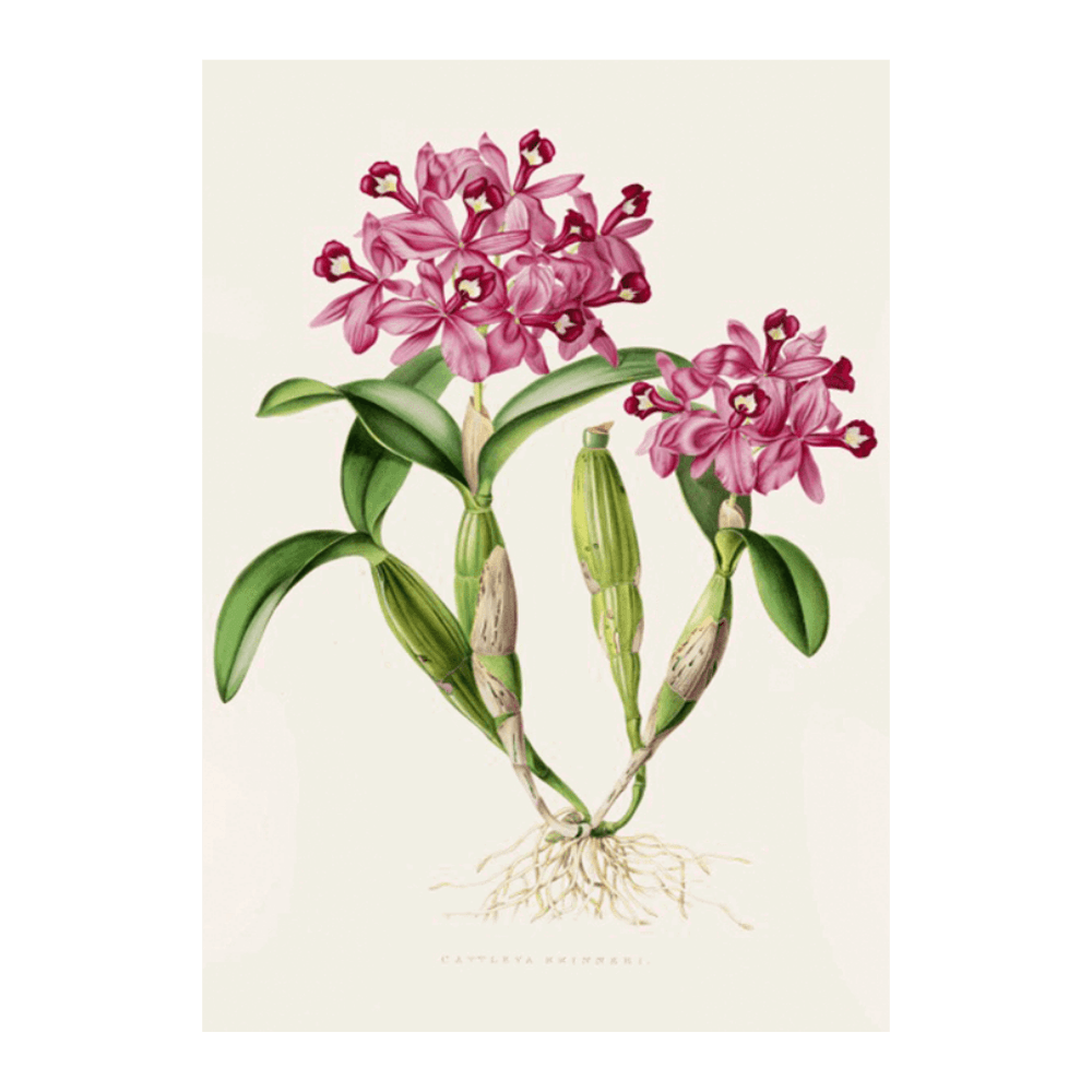 Orchid: Cattleya Skinneri (1837-1843)