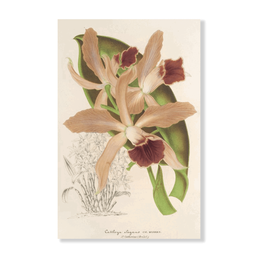 Orchid: Cattleya elegans Ch. Morren (1854-1896) - Jasper & Jute