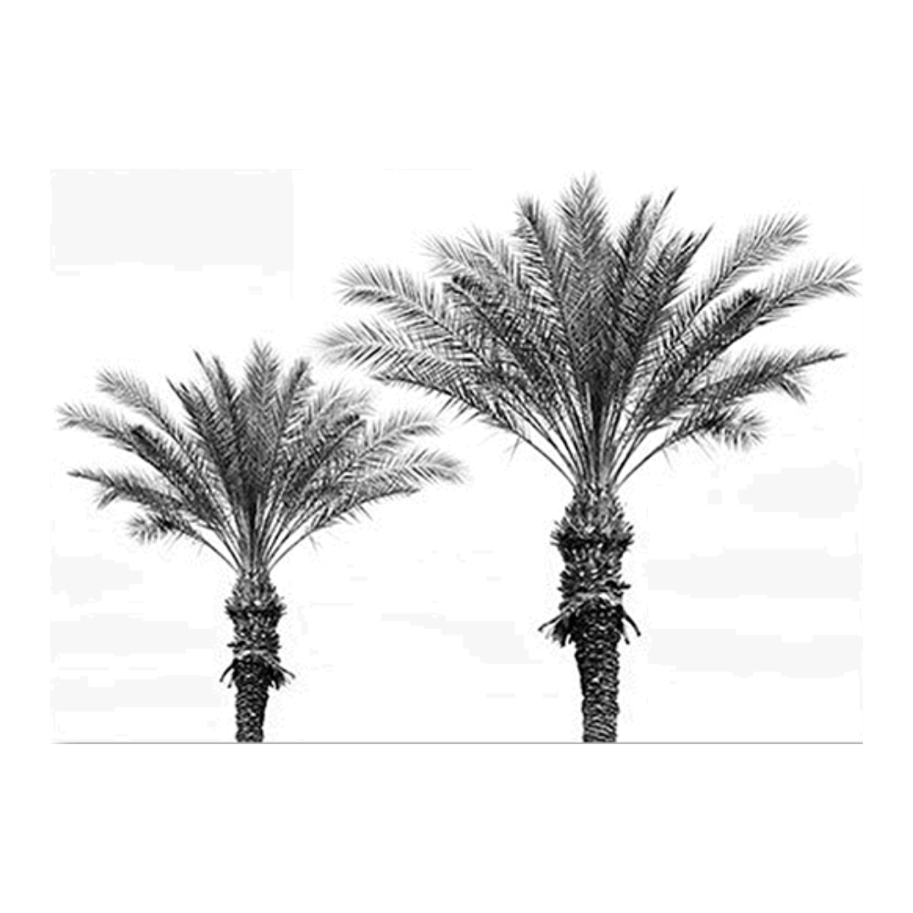 Palm Portrait II