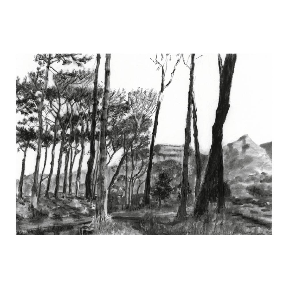 Keurboom Shadows