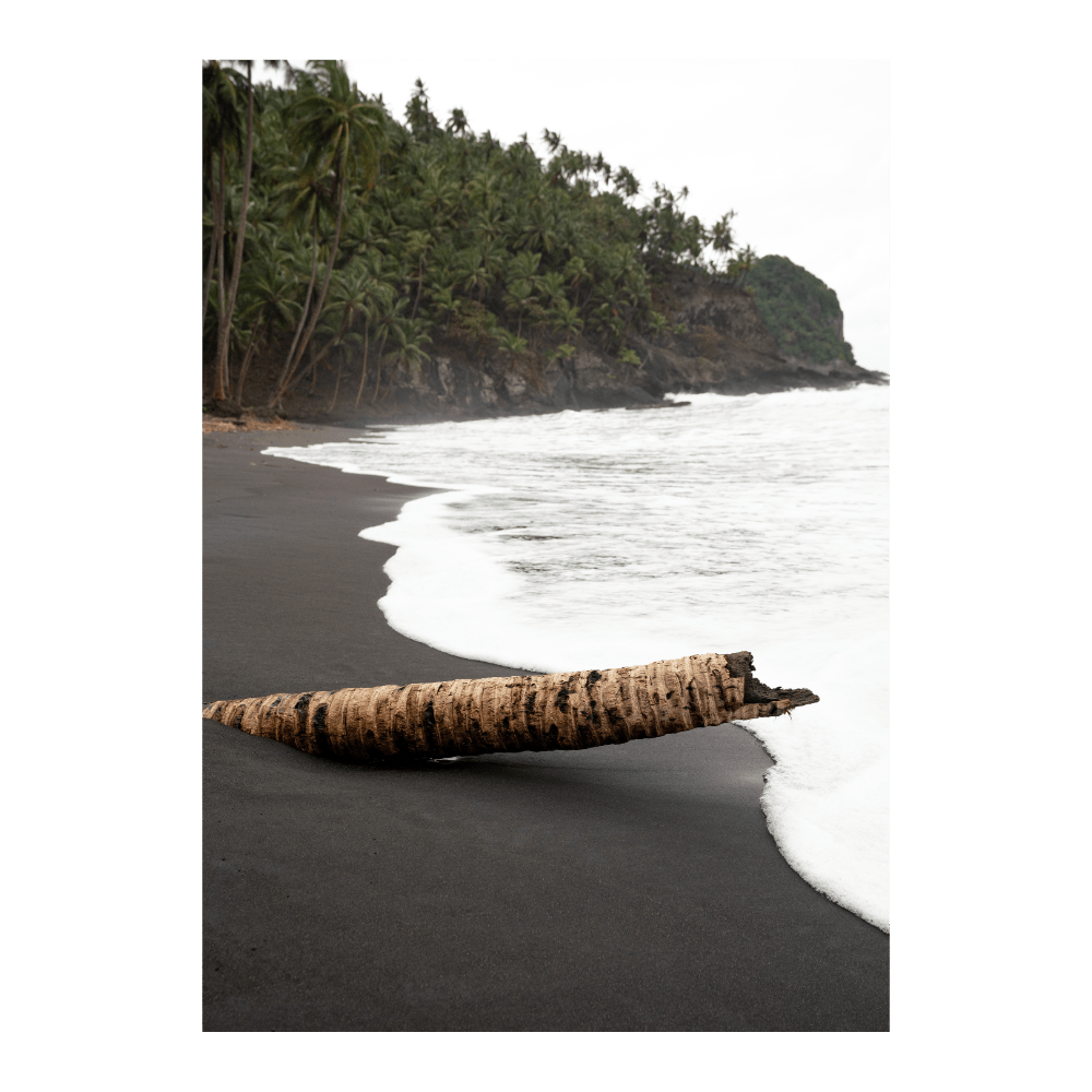 Palm Shore