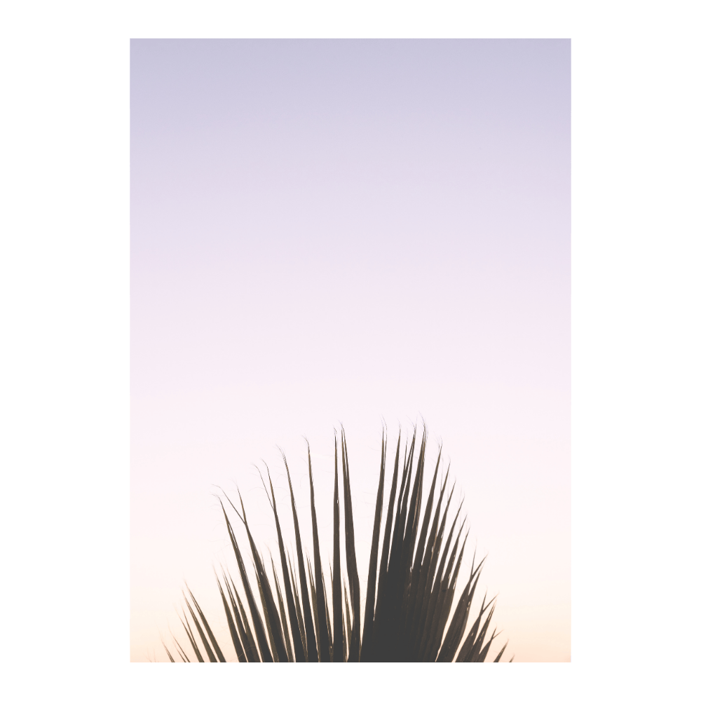Palm Leaves Pink Sky