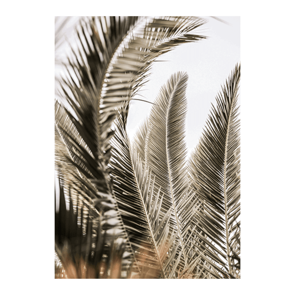 Palm Love