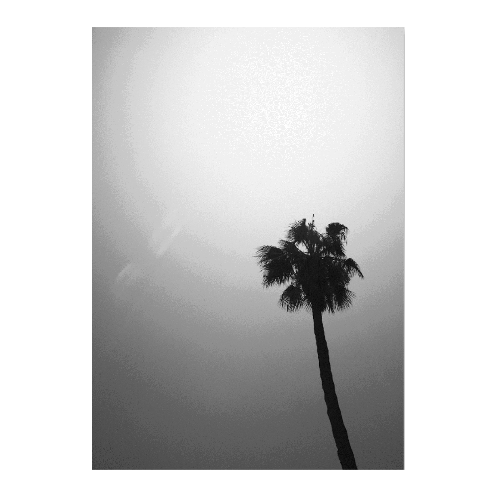 Palm Tree I