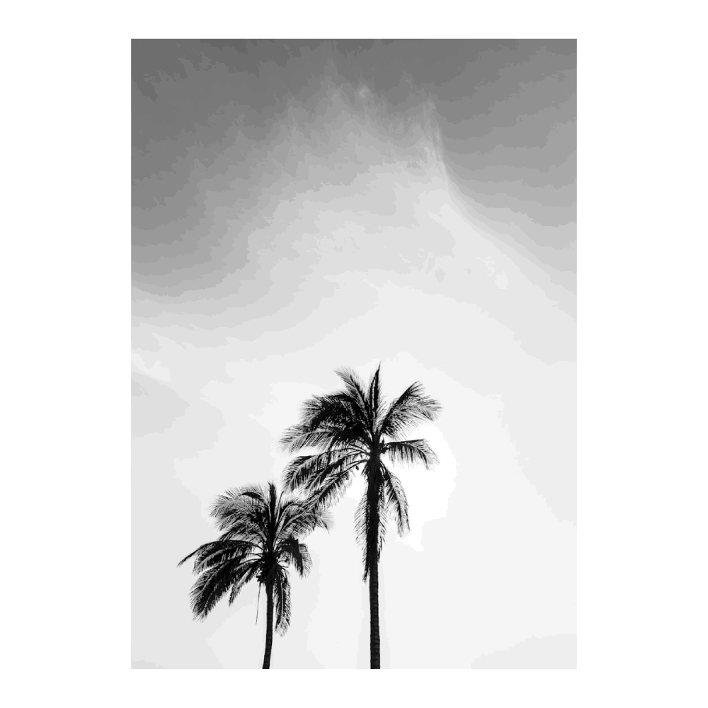 Palm Trees