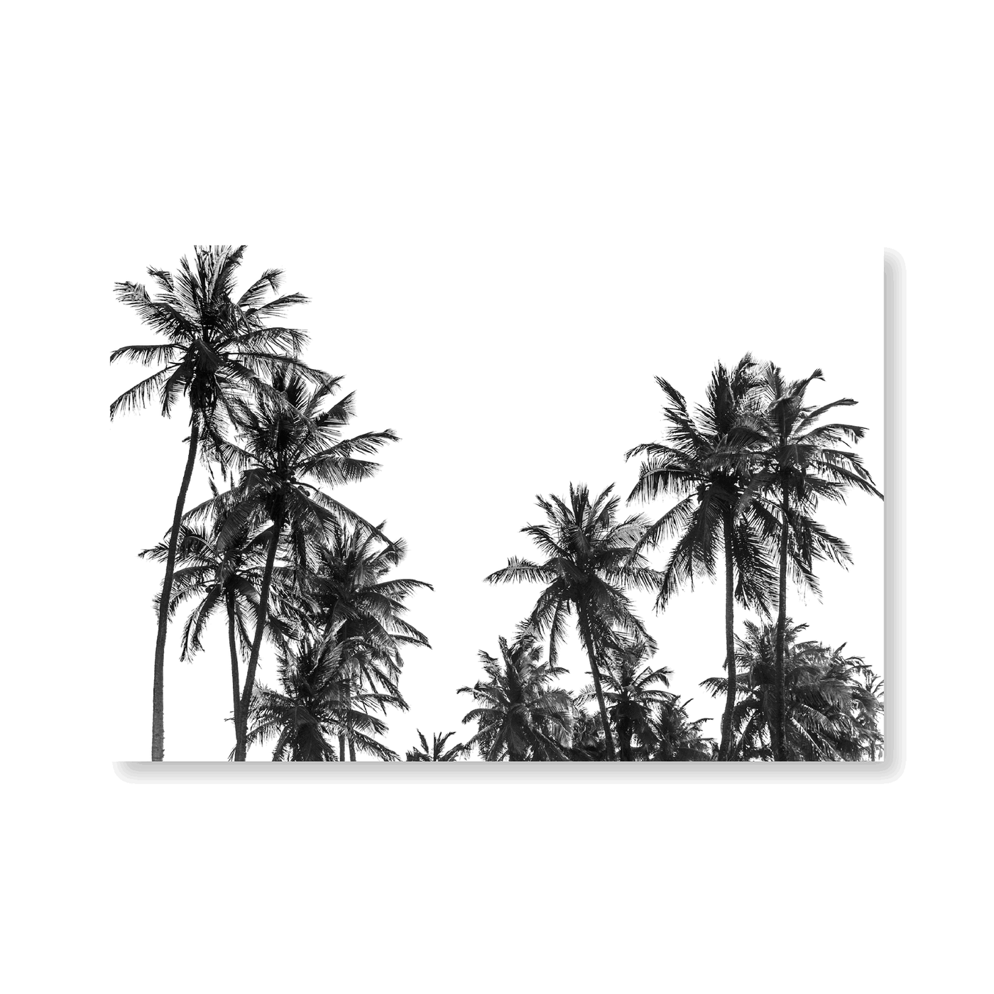 Palm Trees In Africa - Jasper & Jute