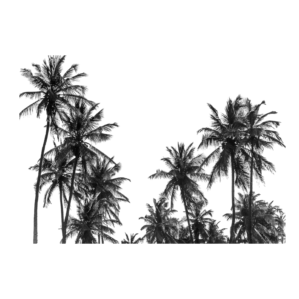 Palm Trees In Africa