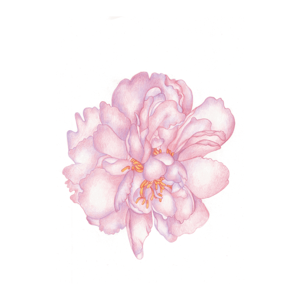 Periwinkle Peony