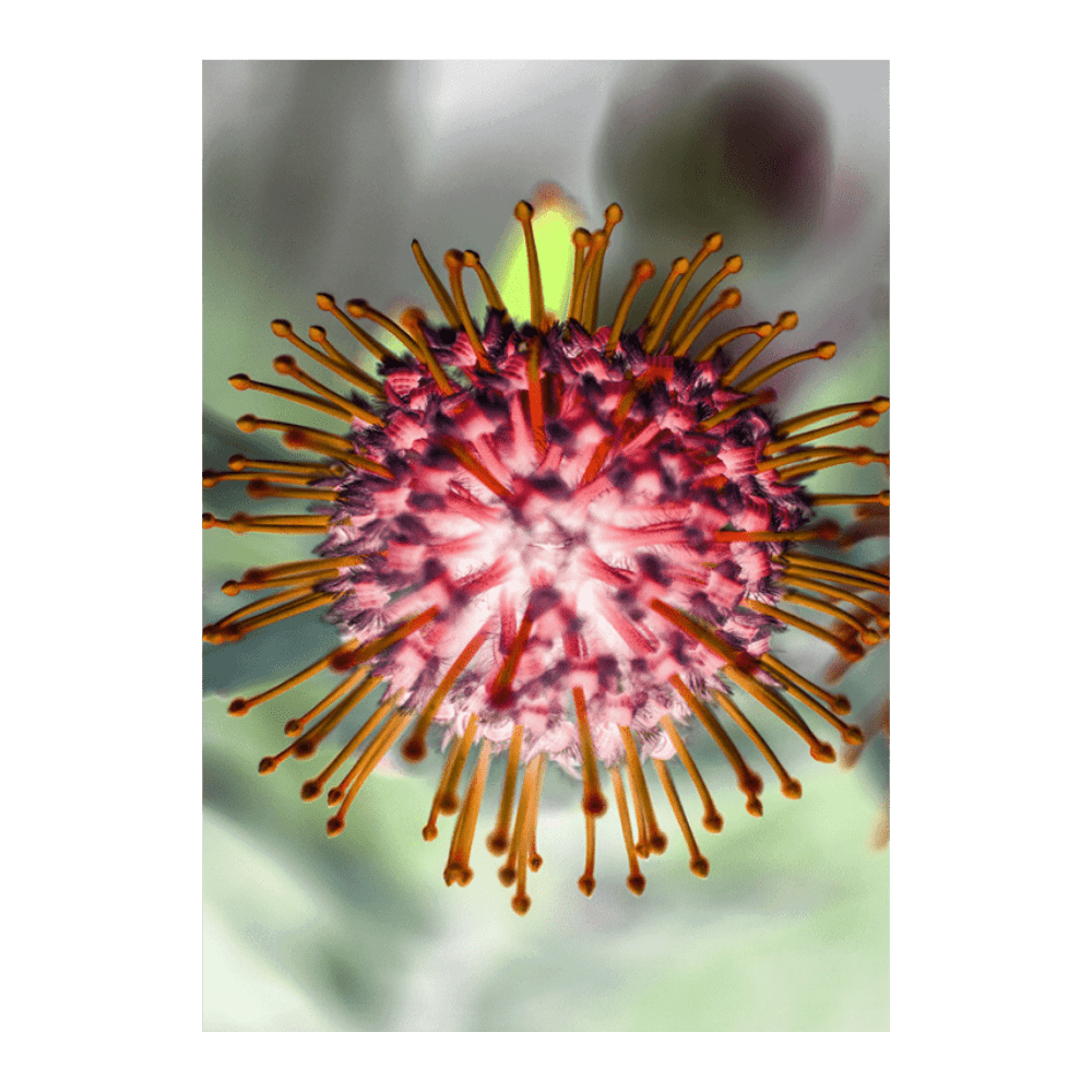 Pincushion I