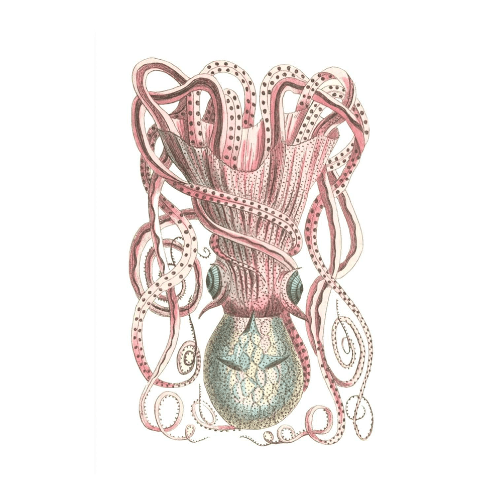 ‍Pink Octopus Watercolour (100% off)