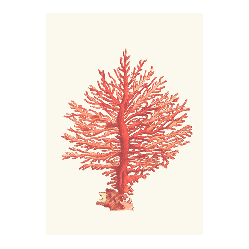 Pinnated Gorgonia