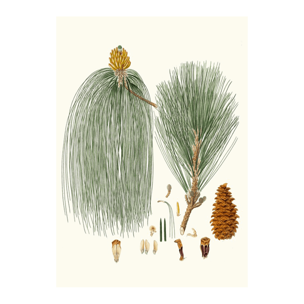 Pinus Longifolia (1837)